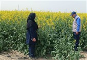 تولید کلزا در بیله‌سوار در مسیر خودکفایی روغن