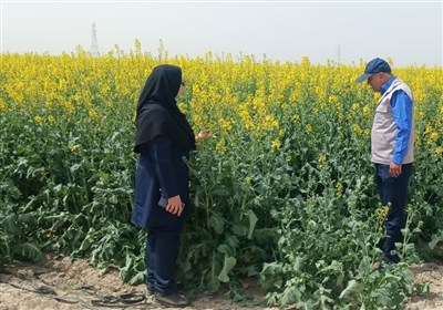تولید کلزا در بیله‌سوار در مسیر خودکفایی روغن