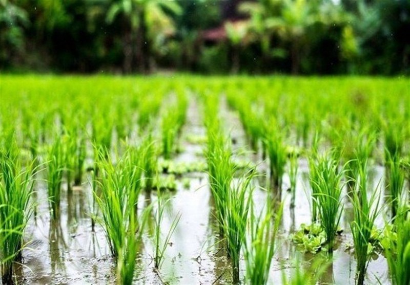 شمال ایران در پارادوکس کم آبی و کشت پرمصرف/ سقوط قطعی کشاورزی/ گلستان از نفس افتاد