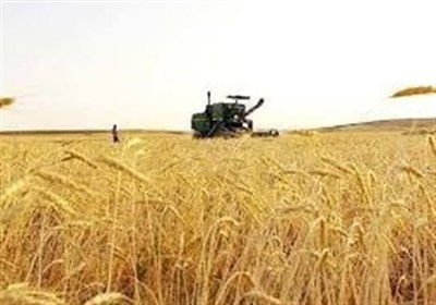 تمام حق بیمه سهم کشاورزان گندمکار در کرمانشاه توسط دولت پرداخت می‌شود