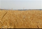 موفقیت گندم‌کاران کردستانی در تولید گندم دیم+تصویر