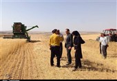 آغاز خریدگندم در شمال اردبیل از خردادماه