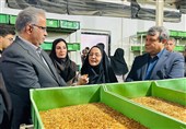 کسب‌وکاری متفاوت زنان در سیستان؛ ‌میل‌ورم اقتصاد را تکان داد
