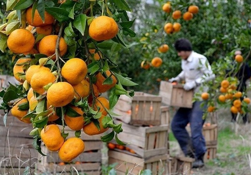 نظام مسائل استان مازندران , نظام مسائل استان , 