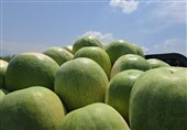 252 هزار تن هندوانه تازه برای تنظیم بازار شب یلدا عرضه می‌شود