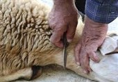 تشدید نظارت بر ذبح دام‌های قربانی در استان سمنان به مناسبت تاسوعا و عاشورا