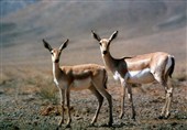 تامین خوراک پاییزه آهوان در پناهگاه حیات‌وحش «میاندشت» جاجرم