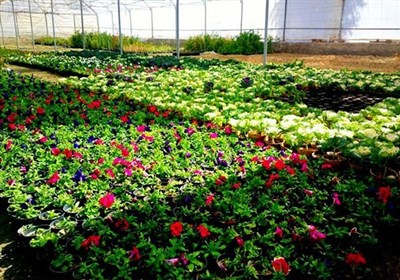 هدف‌گذاری برای توسعه 2 هزار هکتار گلخانه در آذربایجان شرقی