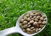 سهم 25 درصدی آذربایجان شرقی در تولید عدس