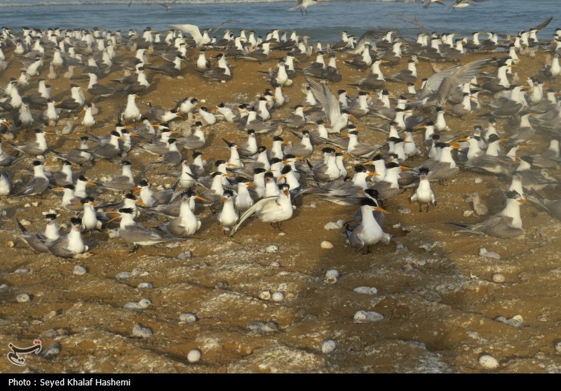 اخبار استان مازندران , اخبار ساری , 