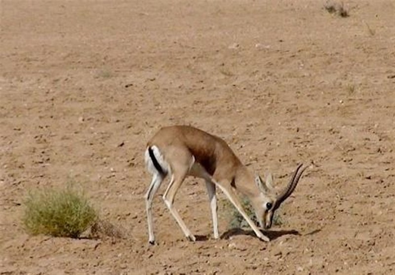 نظام مسائل استان کرمانشاه , نظام مسائل استان , 