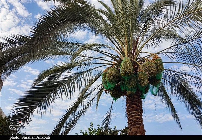 امام حسین (ع) , اربعین , پیاده روی اربعین , خانواده , 