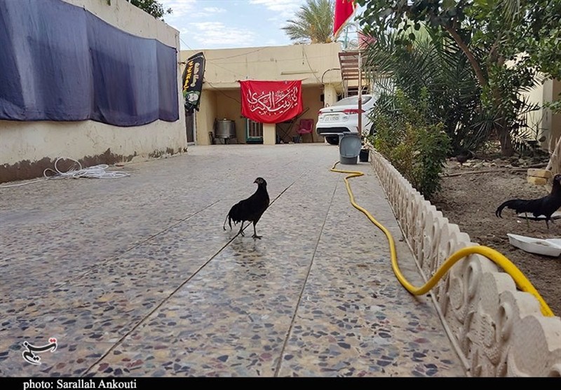 امام حسین (ع) , اربعین , پیاده روی اربعین , خانواده , 