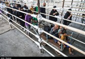 استقرار تیم دندانپزشکی دانشگاه علوم پزشکی آبادان در مرز شلمچه