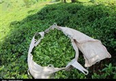 اعضای کمیته‌های دومین جشنواره ملی رسانه‌ای چای کشور مشخص شدند