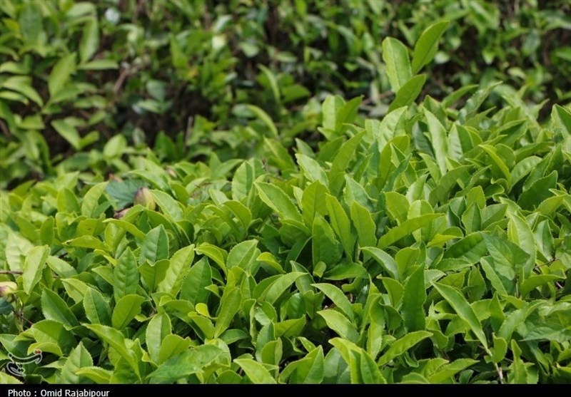 فراخوان دومین جشنواره ملی رسانه‌ای چای منتشر شد