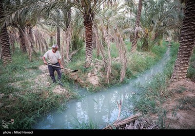 رهاسازی  آب برای آبیاری و احیای نخیلات شهرستان‌های شادگان و ماهشهر