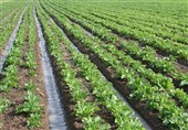 کشاورزی خوزستان زیر سایه تصمیمات متناقض/ آبیاری قطره‌ای روشی راهگشا