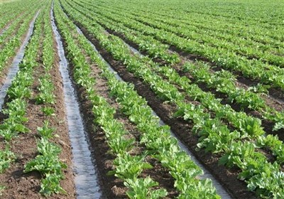 3 فعالیت گردشگری مشمول تغییر کاربری مجاز در اراضی کشاورزی شد