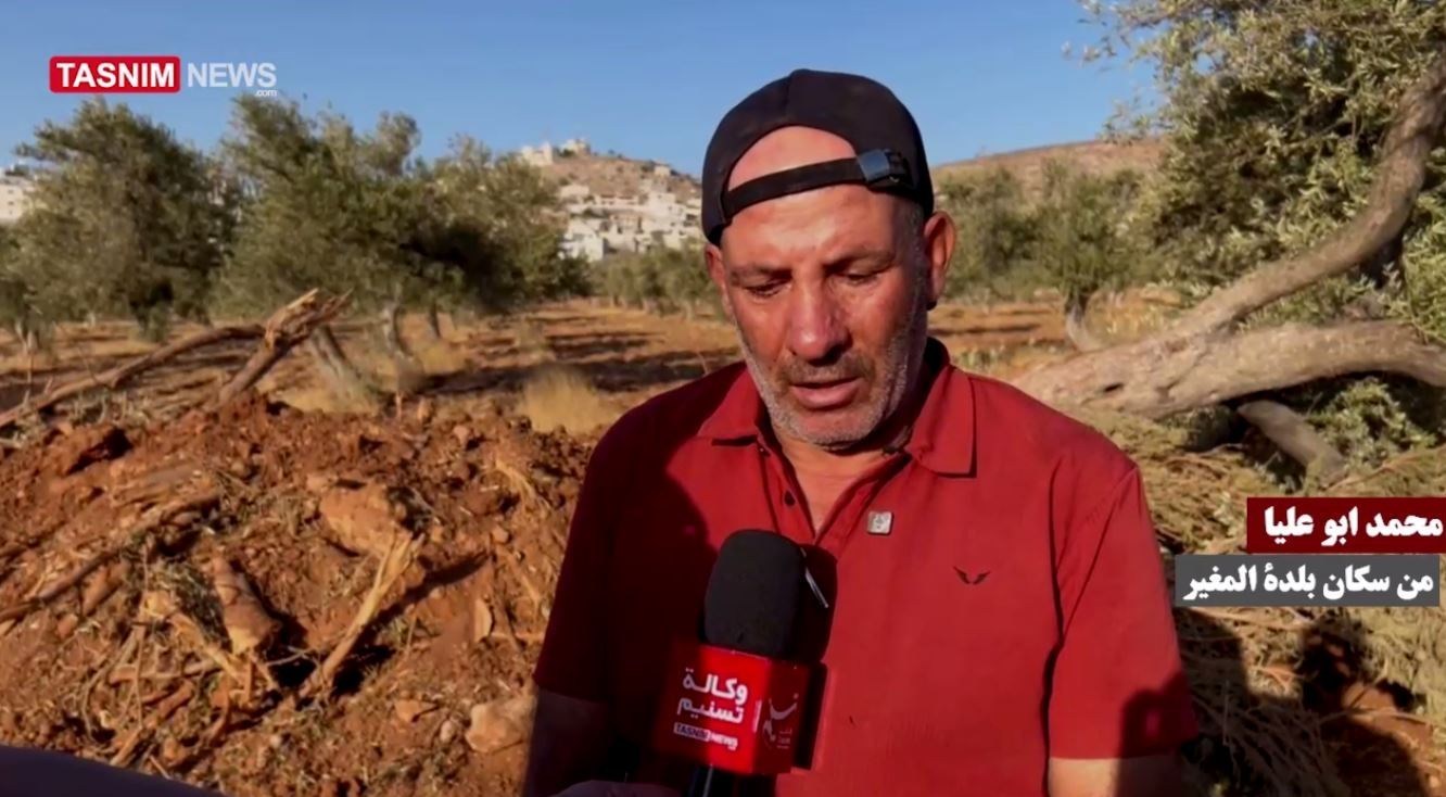 فلسطين , الكيان الصهيوني , الضفة الغربية , أشجار الزيتون ,