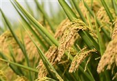 هسته‌ای در کشاورزی ــ 66 | «برنج‌های معطر» با فناوری هسته‌ای