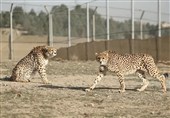 بحران در زیستگاه یوز آسیایی؛ تنها یک یوز نر در مرکز تکثیر توران