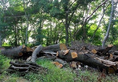 هشدار کنوانسیون تغییر اقلیم؛ اتکای کشورها به جنگل‌ها به جای کاهش مصرف سوخت‌های فسیلی