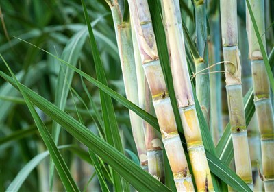 نجات آب ــ 16 | گزارش «پیشرفته‌ترین طرح دنیا» در کاهش مصرف آب، با 60درصد صرفه‌جویی