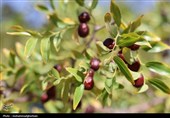 عناب خراسان جنوبی؛ ظرفیت مغفول برای خلق هویت غذایی و برند بومی