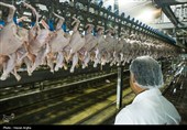 کشتار طیور در کشور 7 درصد افزایش یافت