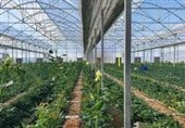 خسارت میلیاردی داد سرمایه‌گذاران گلخانه‌ای پارس‌آباد را درآورد