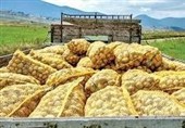 ‌سیب‌زمینی موجود در سردخانه‌ها فقط مجوز صادرات دارد