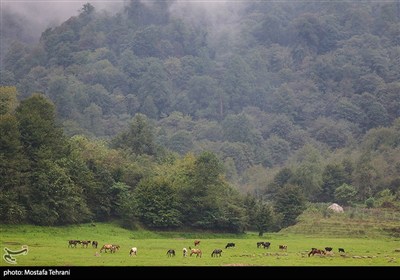 سد لفور با چشم‌اندازهای بکر جنگل‌های هیرکانی و آب آرام خود، یکی از زیباترین جاذبه‌های طبیعی مازندران