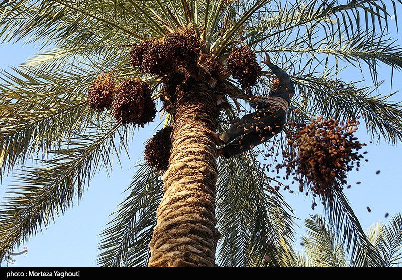 اخبار سراوان , اخبار بلوچستان , 