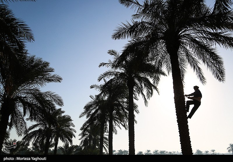 صادرات , استان خوزستان , بازار میوه , 