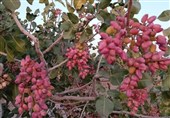 مه‌ولات، قطب تولید پسته خراسان است+اینفوگرافیک