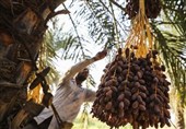 ایران کماکان دومین تولید کننده خرما قبل از عربستان/خشکی در کمین نخلستان‌ها
