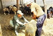 مرغ گلستان به 16 استان ارسال می‌شود