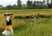 روایت طلایی از رنج تا جشن خرمن در شمال ایران/ عطر خوش برنج مازندران بلند شد