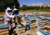 تولید 46.7 تن عسل در ورامین