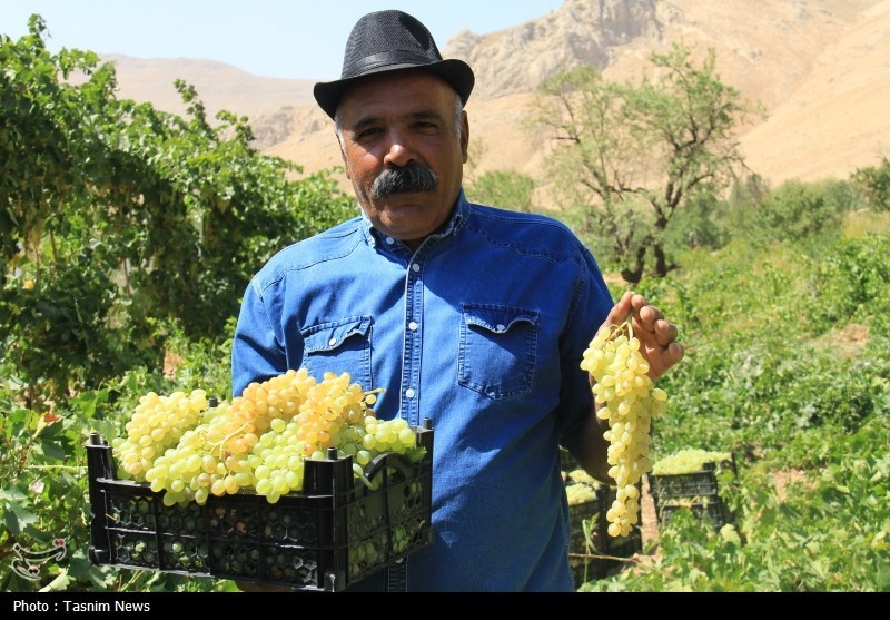 ستاد توسعه اقتصاد دانش‌بنیان غذا و کشاورزی , کشاورزی , اخبار استان خراسان شمالی , نظام مسائل استان خراسان شمالی , نظام مسائل استان , 