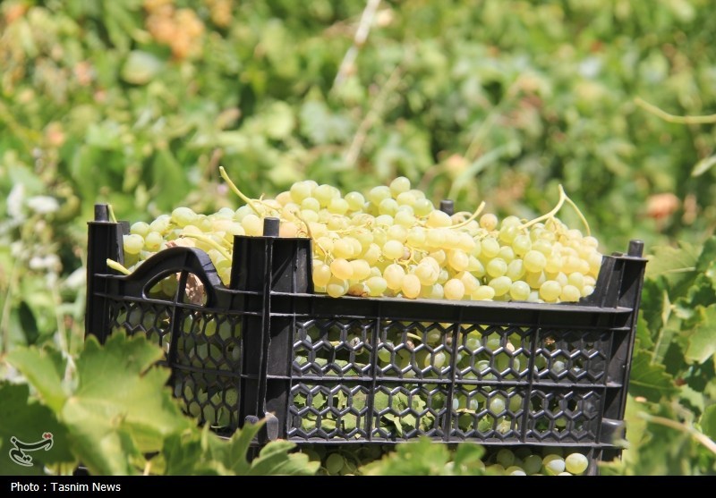 آغاز برداشت خوشه‌های زرین در شهر جهانی انگور