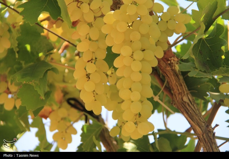 ستاد توسعه اقتصاد دانش‌بنیان غذا و کشاورزی , کشاورزی , اخبار استان خراسان شمالی , نظام مسائل استان خراسان شمالی , نظام مسائل استان , 
