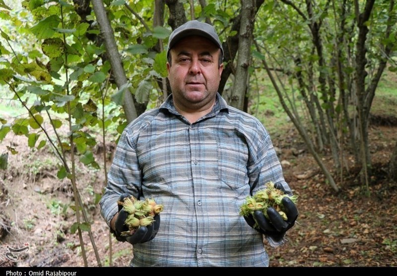 نظام مسائل استان گیلان , اخبار استان گیلان , کشاورزی , 