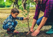 توزیع نهال رایگان در قزوین همزمان با آغاز هفته منابع طبیعی