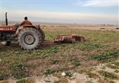 کشاورزان  اردبیلی مراقب زنگ غلات باشند