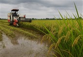 حرب إیران.. نقص الوقود والأسمدة یهدد أهم سلعة غذائیة فی آسیا