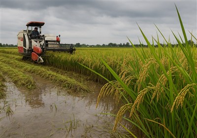 حرب إيران.. نقص الوقود والأسمدة يهدد أهم سلعة غذائية في آسيا