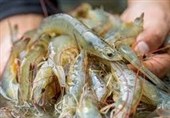 موفقیت ایران در تولید پروبیوتیک مقاوم به دمای بالا برای میگوهای بومی