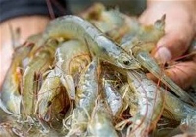 طرح تحقیقاتی کنترل بیماری میگو پرورشی در 5 استان در حال اجراست